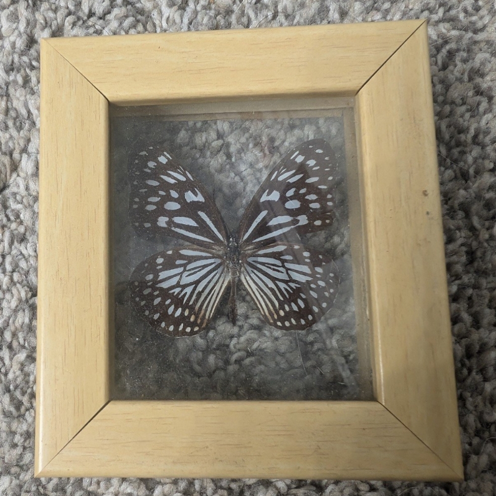 Tirumala Gautama Butterfly In Frame